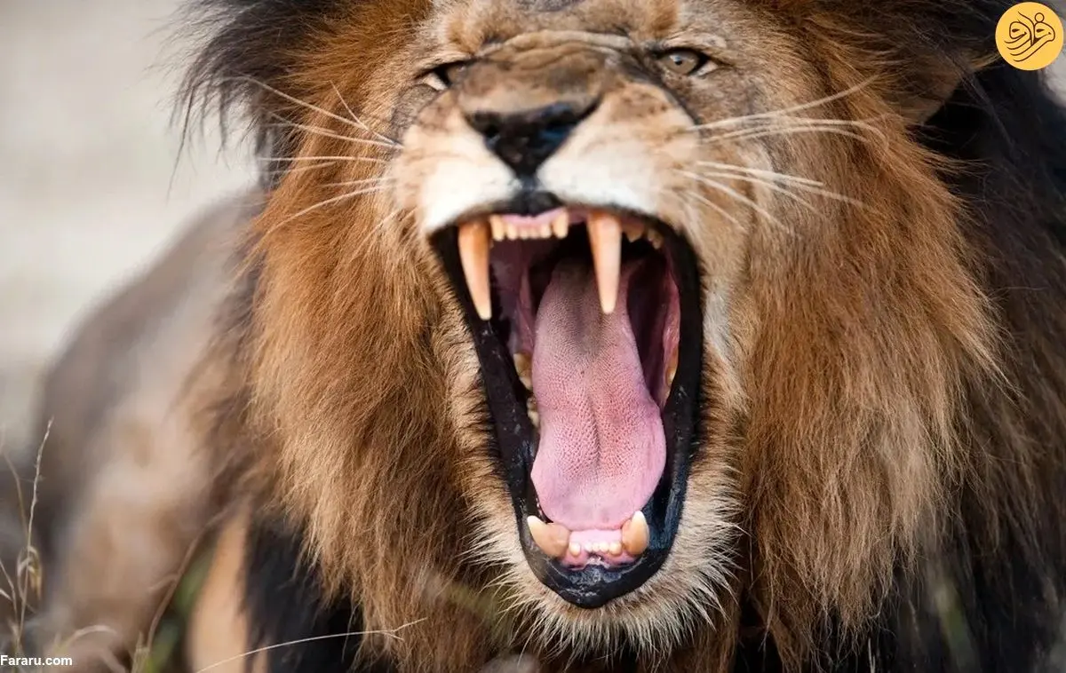 (ویدئو) صدای انسان ترسناک‌تر از غرش شیر!