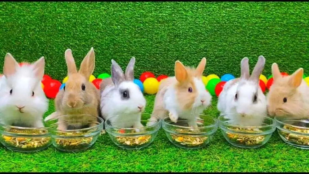 (ویدئو) جاسازی ۱۰ خرگوش در داخل آستین یک پسر