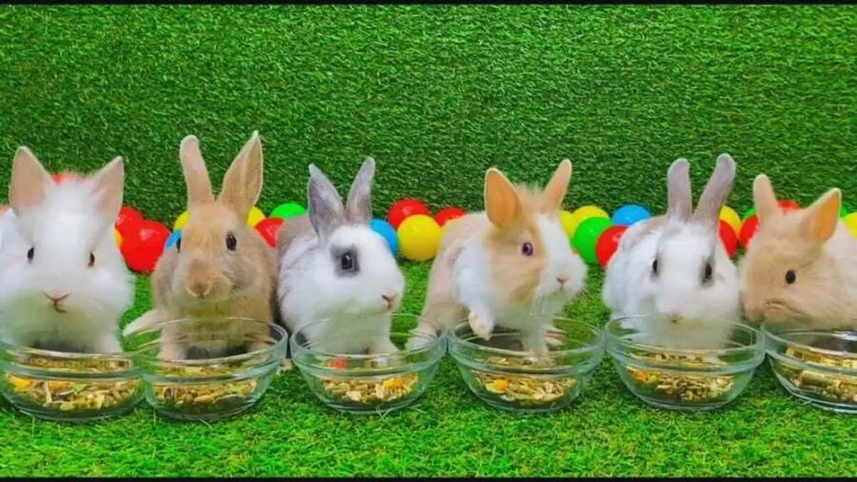 (ویدئو) جاسازی ۱۰ خرگوش در داخل آستین یک پسر