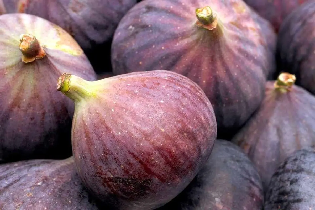 انجیر سیاه برای پوست و مو بهتره یا انجیر زرد؟