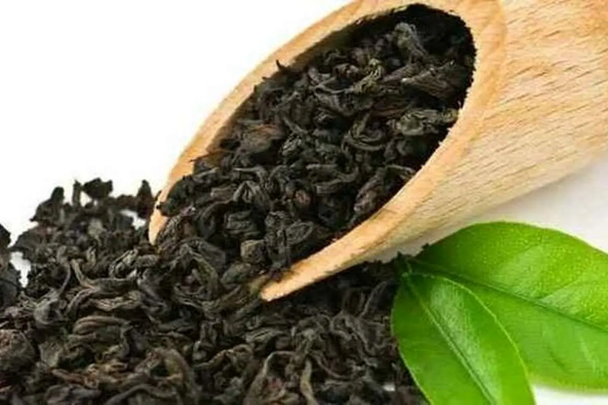 واردات مشروط چای آغاز شد؛ قیمت چای تغییر میکند؟