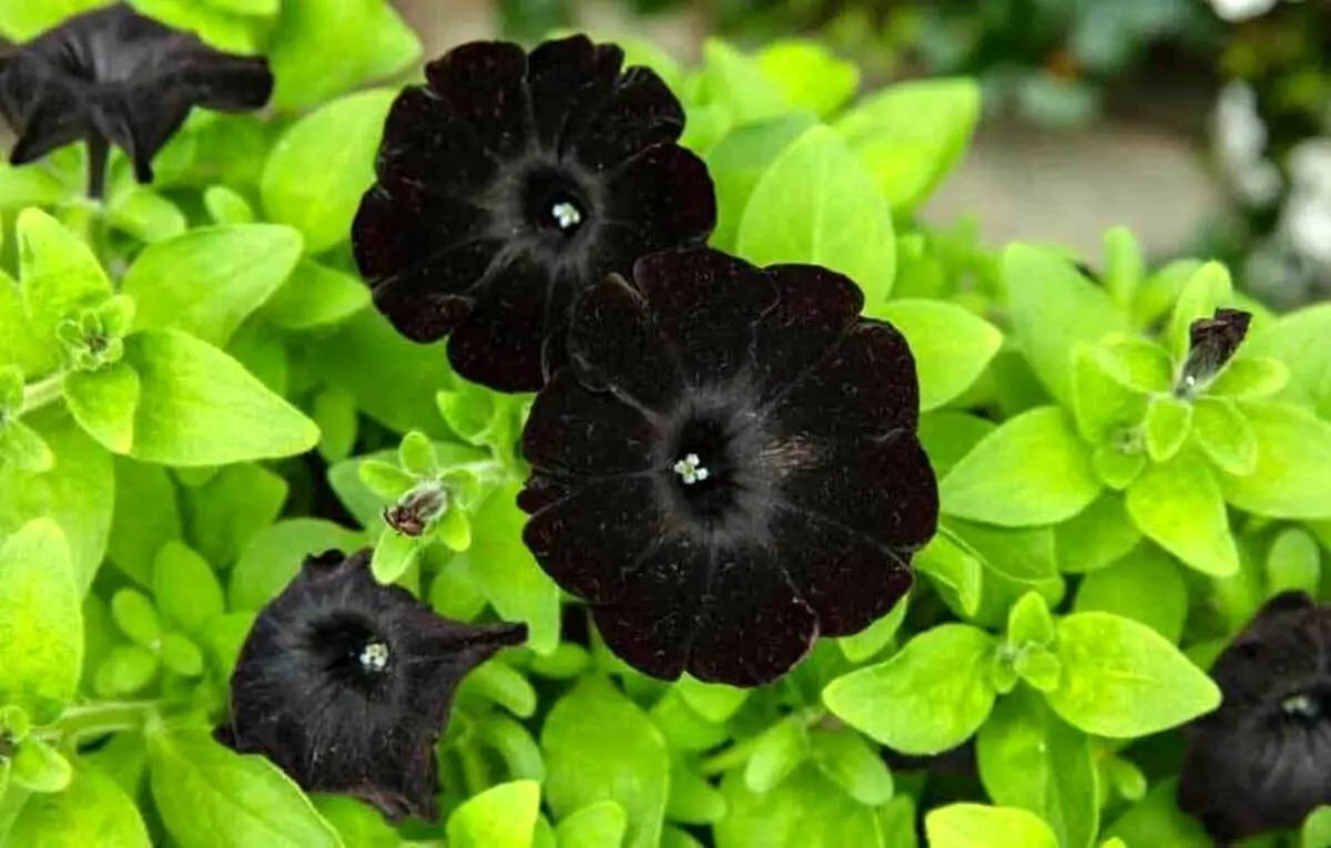 عکسی از سیاه‌ترین گل جهان