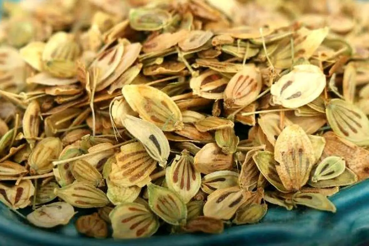 وقتی گلپر میخوریم چه اتفاقی در بدنمان میافتد؟