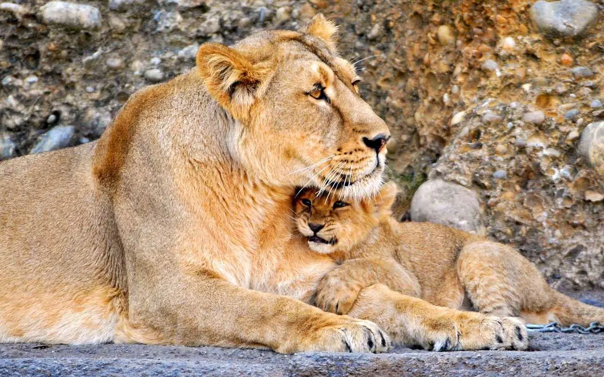 (ویدئو) بازی با دم شیر به معنای واقعی