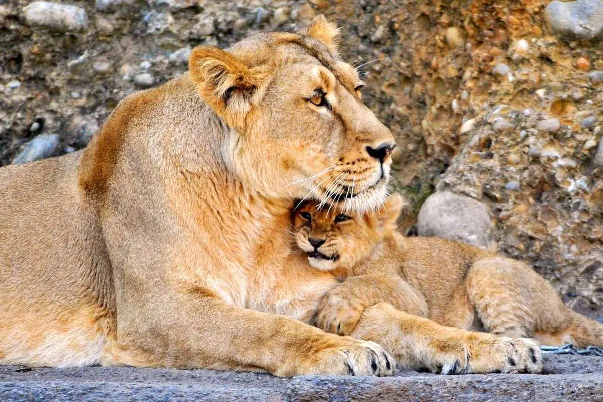 (ویدئو) بازی با دم شیر به معنای واقعی