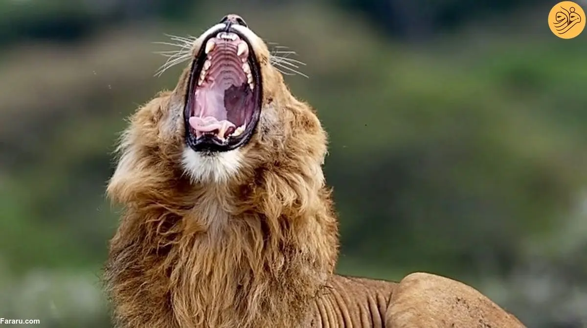 (ویدئو) خمیازه کشیدن یک شیر نر