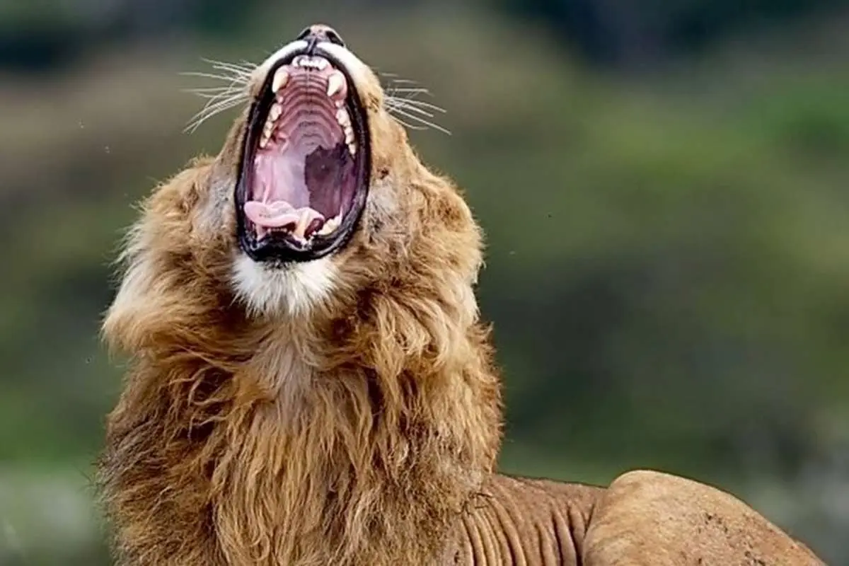 (ویدئو) خمیازه کشیدن یک شیر نر