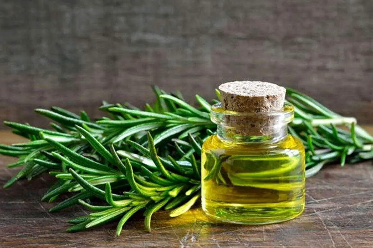 گیاه معطری که شما را باهوشتر میکند