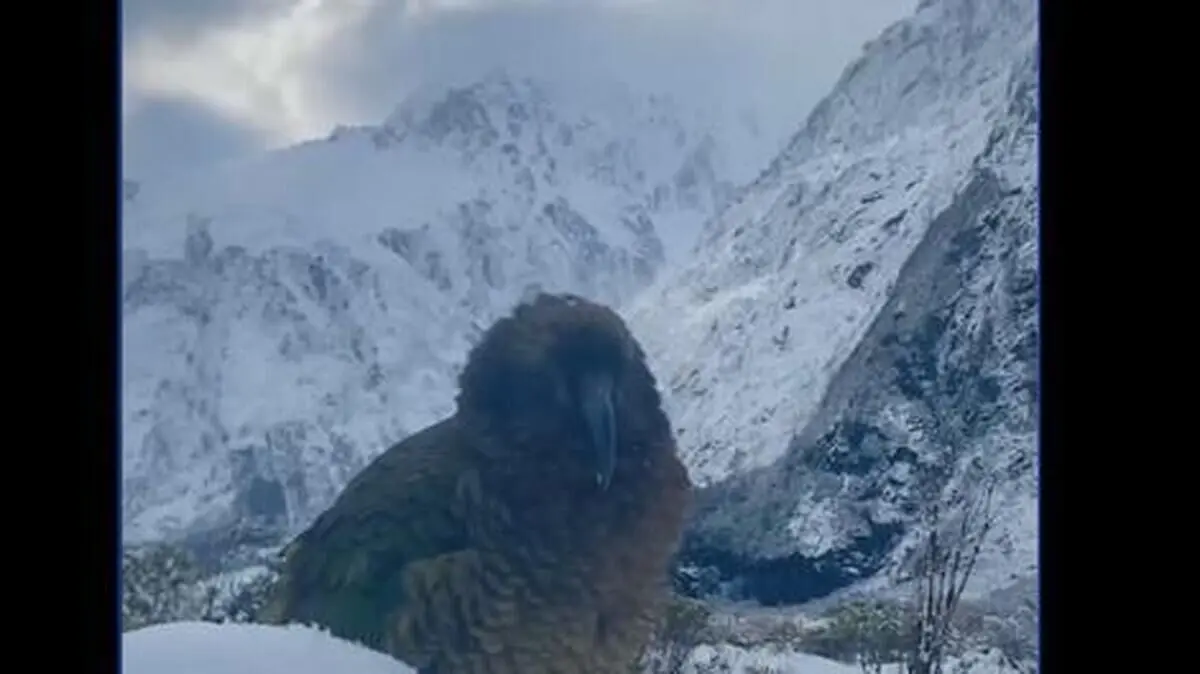 (ویدئو) طوطی کیا، یکی از شگفت انگیز‌ترین پرنده بی رحم دنیا