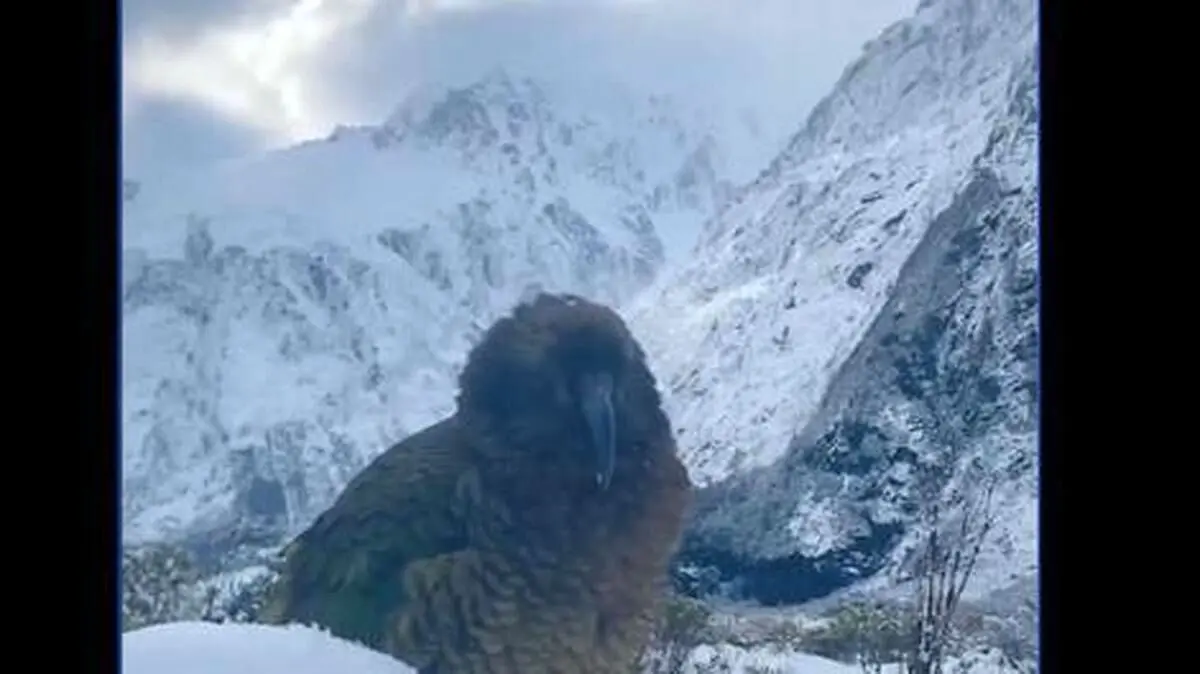 (ویدئو) طوطی کیا، یکی از شگفت انگیز‌ترین پرنده بی رحم دنیا