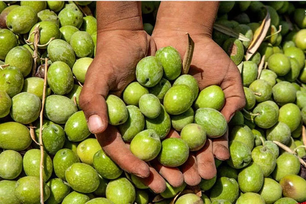 (ویدئو) کشف ۷۴ تن زیتون سرقتی در اسپانیا