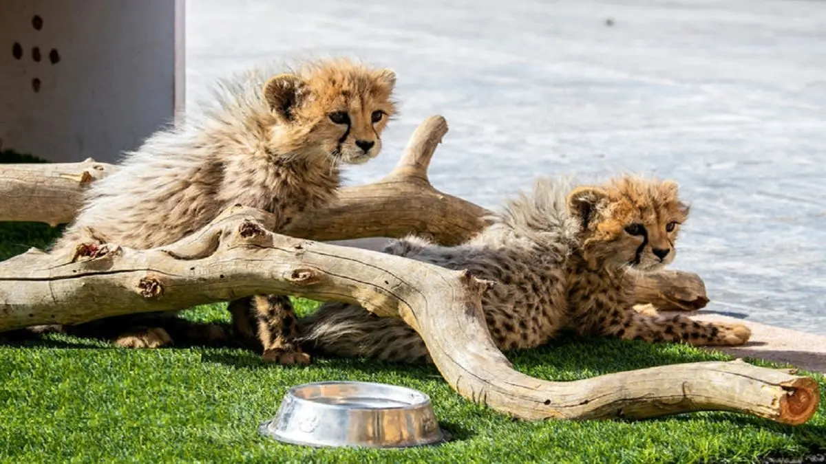 (عکس) «آذر» و «توران» در حال آفتاب گرفتن
