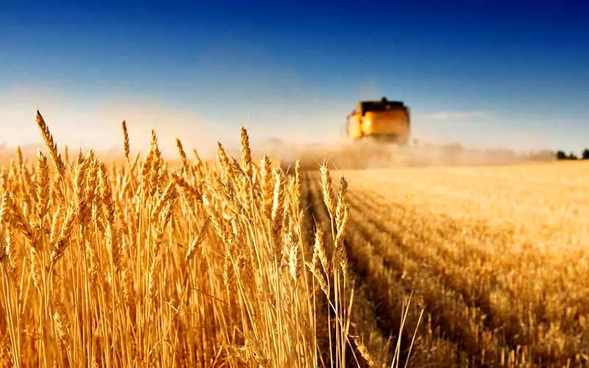 نرخ گندم چه زمانی اعلام می‌شود؟