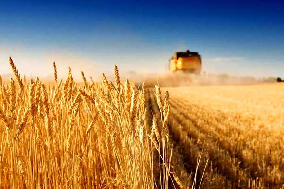 نرخ گندم چه زمانی اعلام میشود؟