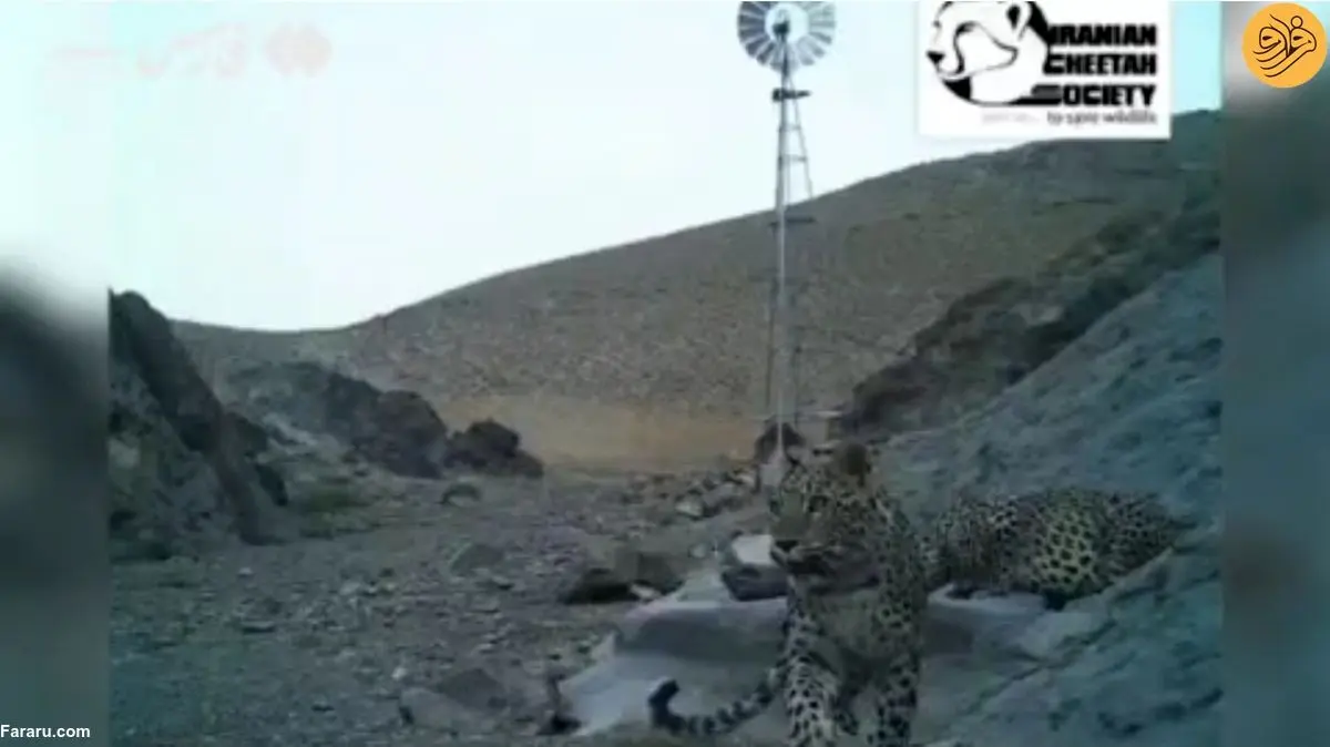 (ویدئو) مشاهده خانواده ۴ نفره پلنگ ایرانی در توران