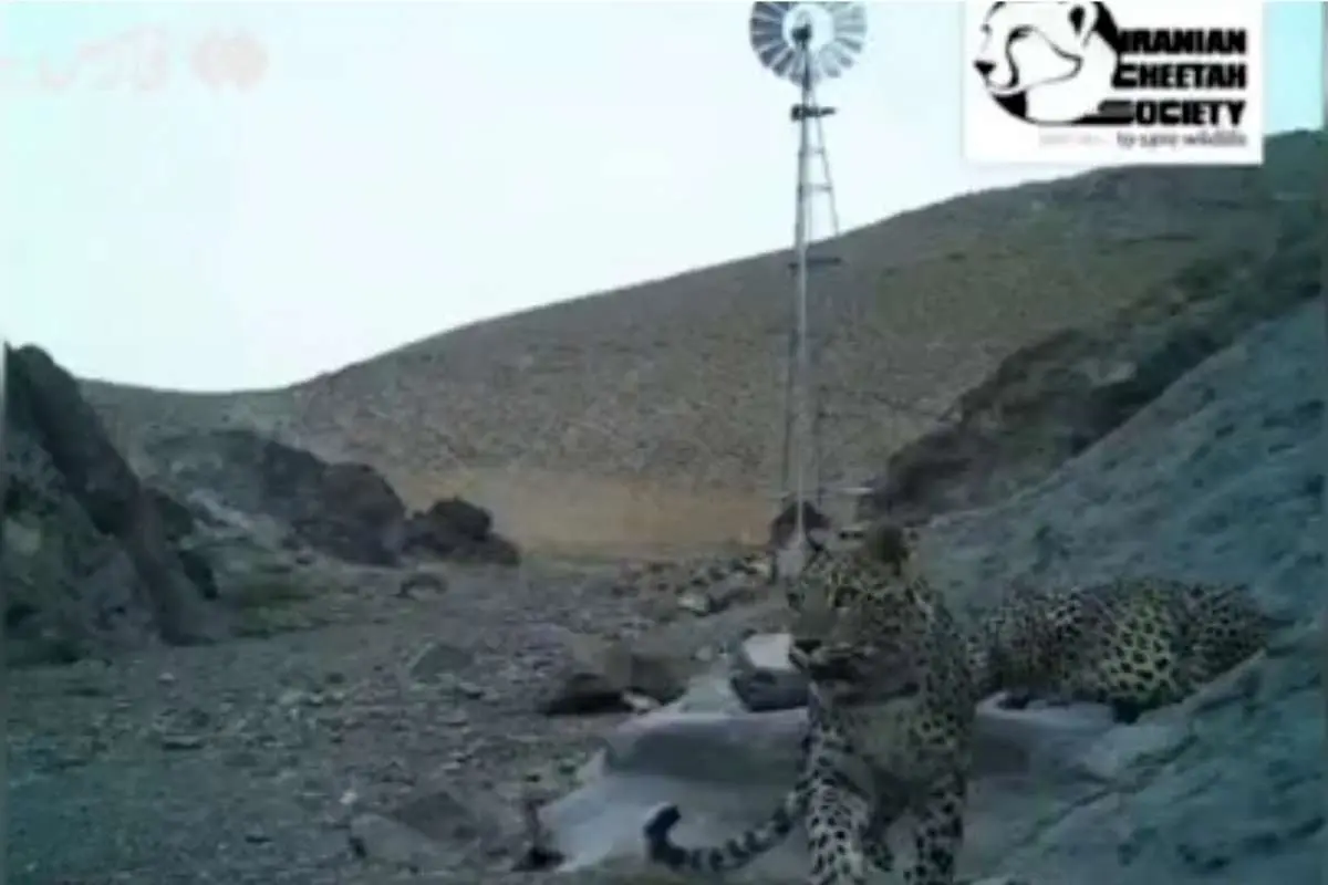 (ویدئو) مشاهده خانواده ۴ نفره پلنگ ایرانی در توران