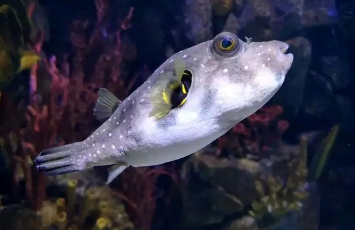 این ماهی را اگر به‌روش صحیح آماده نکنید، مرگبار می‌شود
