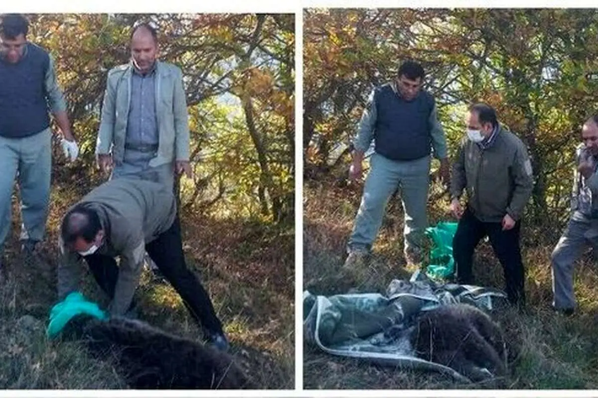 زندهگیری یک قلاده خرس مهاجم در شهرستان هوراند