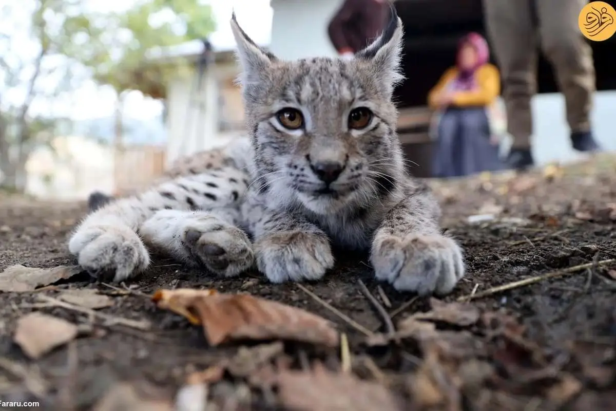 از اقدام به خودکشی یک گربه تا رقص تمساح و گوزن سفید کمیاب
