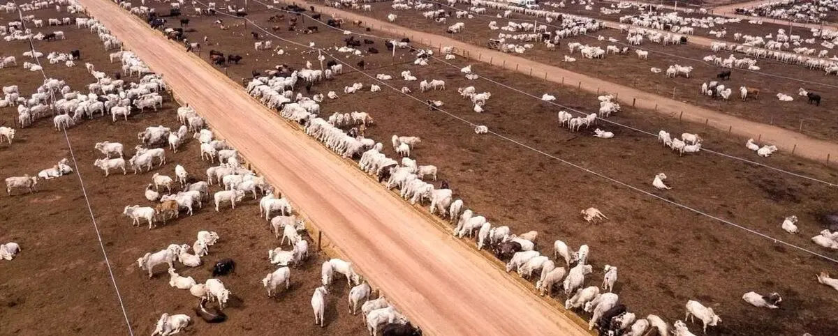 (ویدئو) استرالیایی‌ها چگونه میلیون‌ها گاو را با موسیقی پرورش می‌دهند