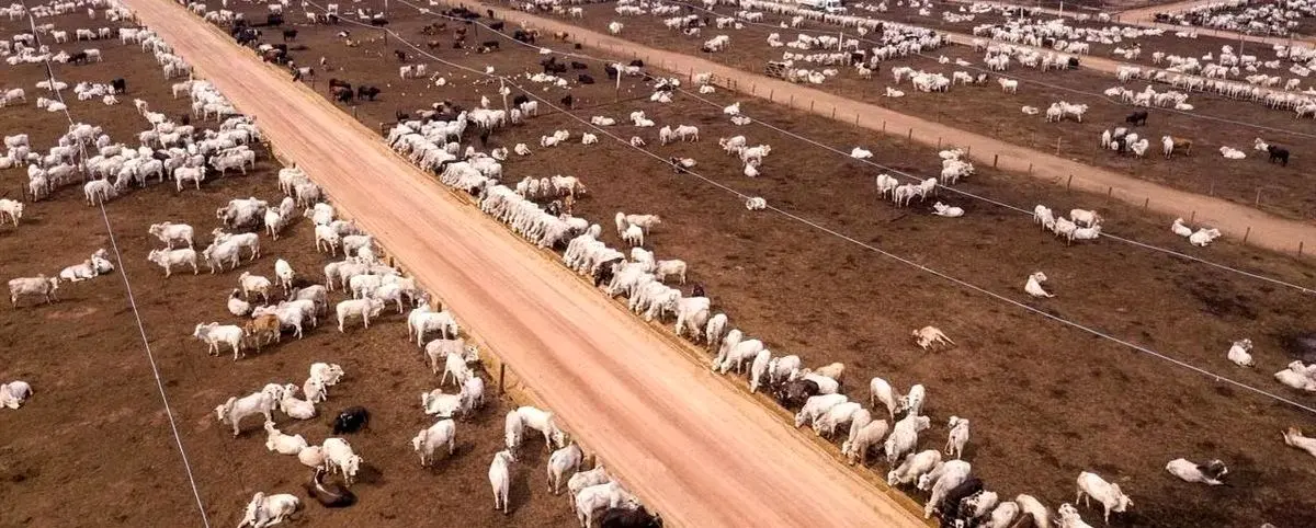 (ویدئو) استرالیایی‌ها چگونه میلیون‌ها گاو را با موسیقی پرورش می‌دهند
