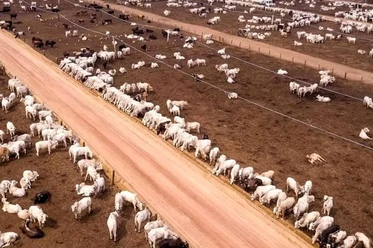 (ویدئو) استرالیایی‌ها چگونه میلیون‌ها گاو را با موسیقی پرورش می‌دهند