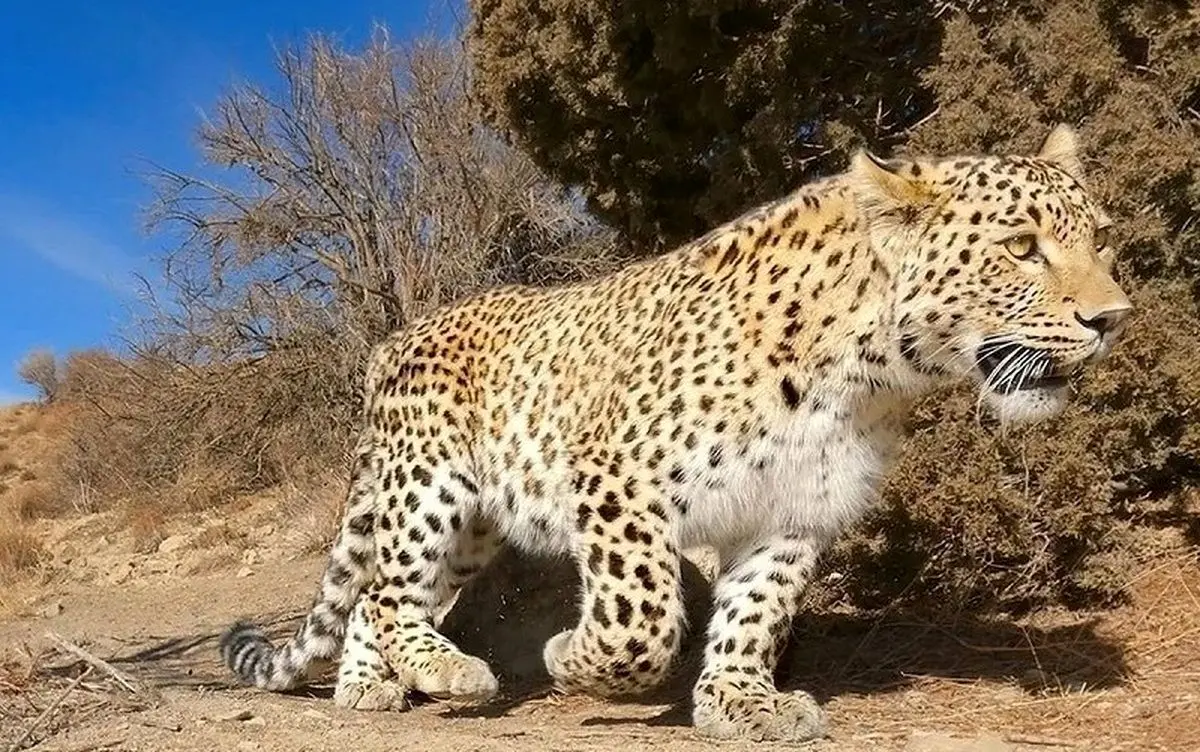 حال ناخوش «اَرَس» در باغ وحش مشهد