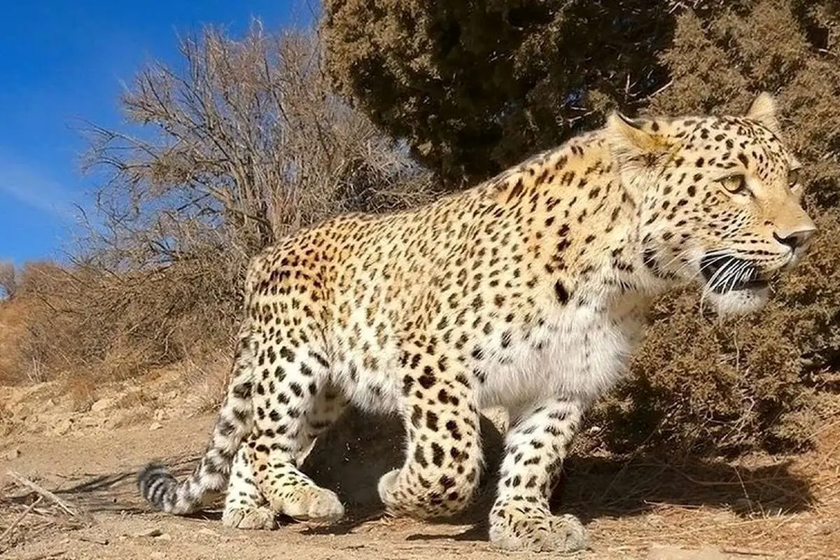 حال ناخوش «اَرَس» در باغ وحش مشهد