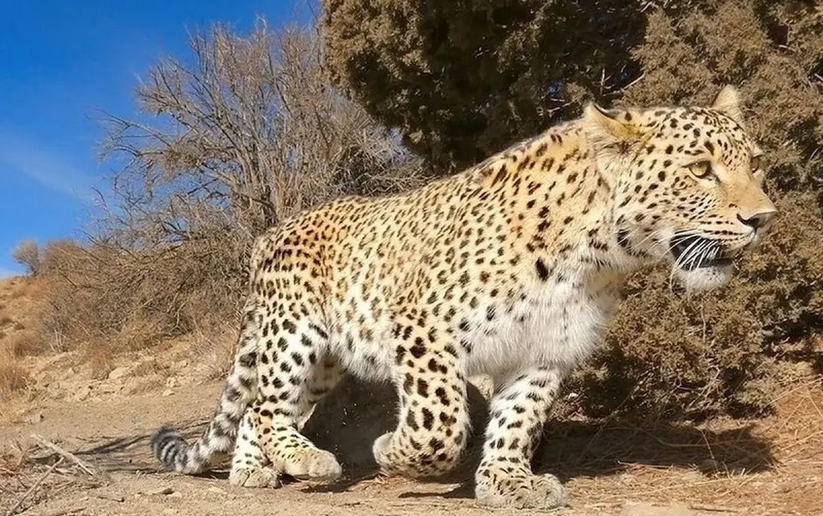 حال ناخوش «اَرَس» در باغ وحش مشهد