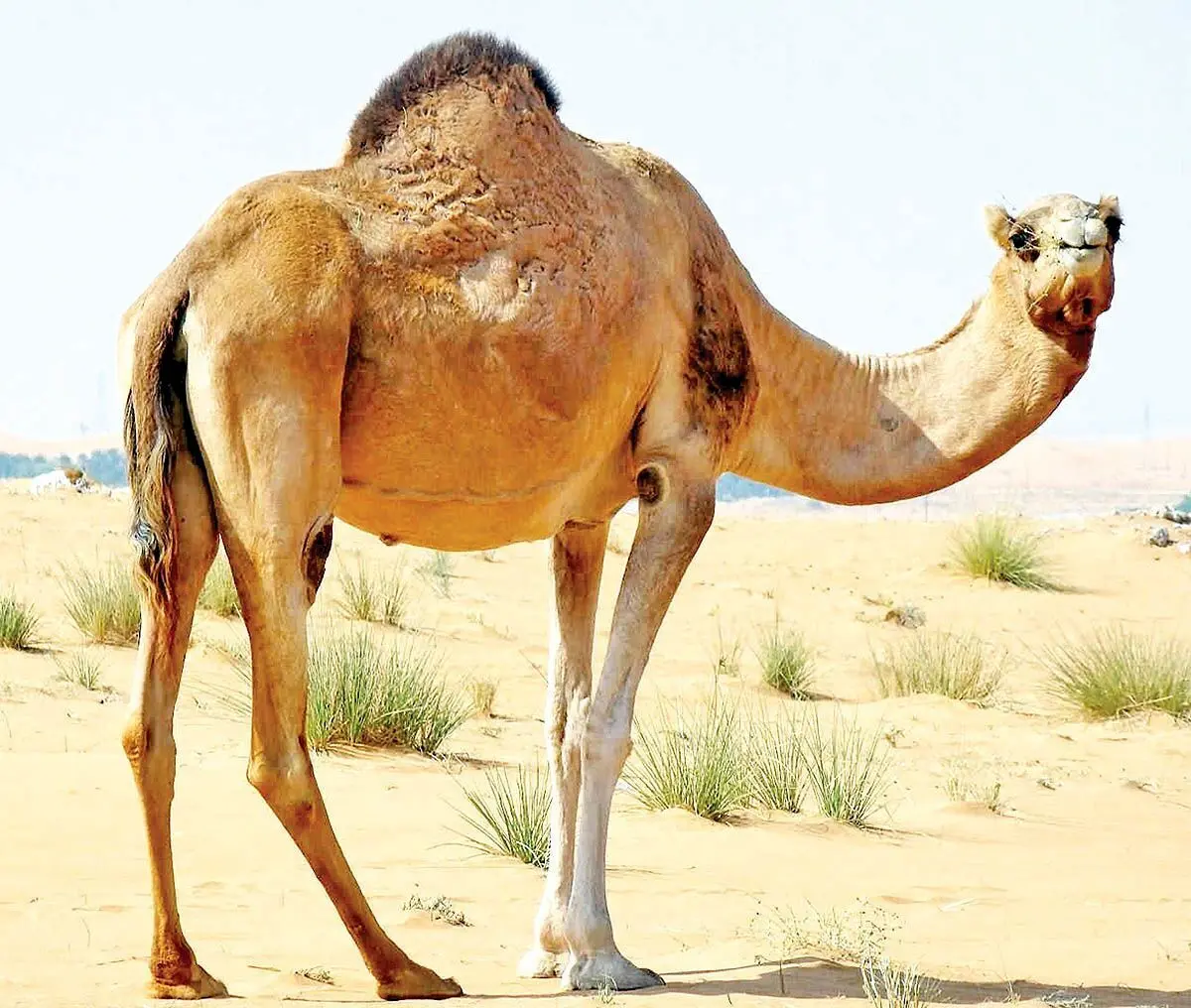 (ویدئو) ذوق مرگ شدن شتر‌ها در بیابان با دیدن تانکر آب