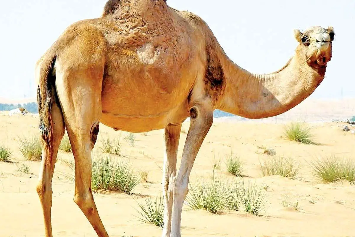 (ویدئو) ذوق مرگ شدن شترها در بیابان با دیدن تانکر آب
