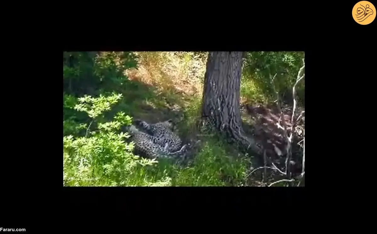 (ویدئو) مشاهده دو توله پلنگ ایرانی در پارک ملی گلستان