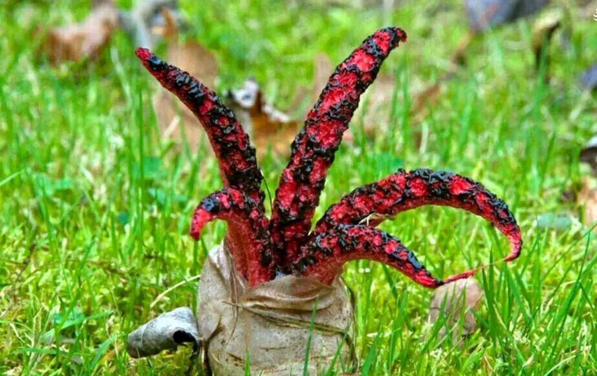 (عکس) بیرون زدن «انگشتان شیطان» از تنه درخت!