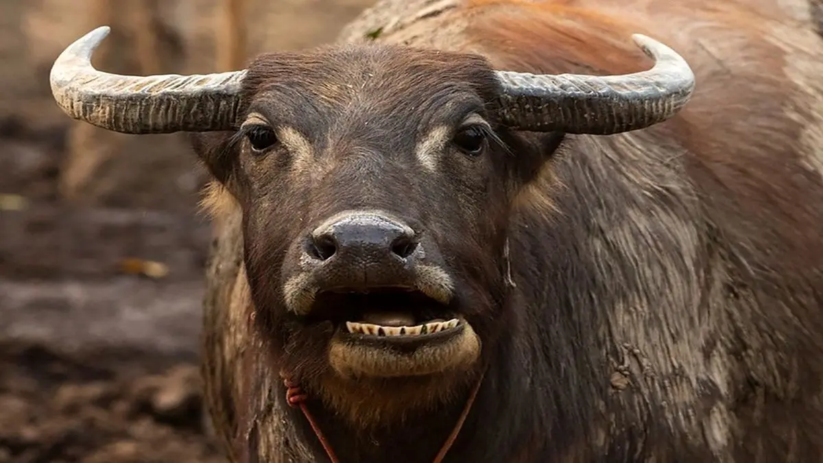 (ویدئو) رونمایی از بزرگترین گاومیش جهان با ۱۸۴ سانتی متر قد و ۱.۲۵ تن وزن