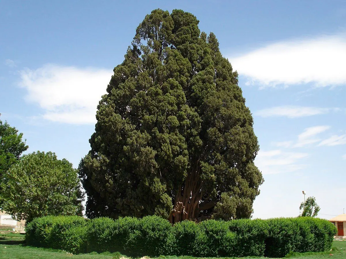 سرو ابرکوه؛ در بین پیرترین درختان دنیا!