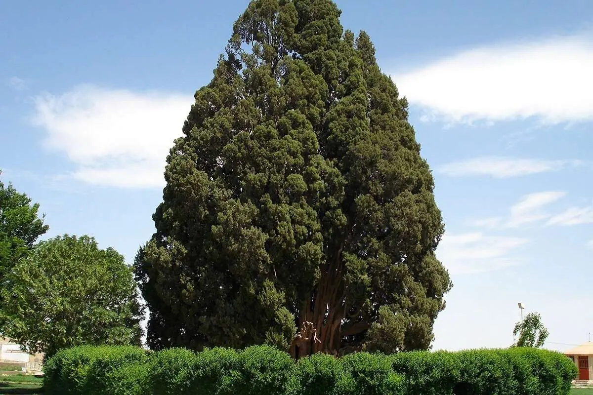 سرو ابرکوه؛ در بین پیرترین درختان دنیا!