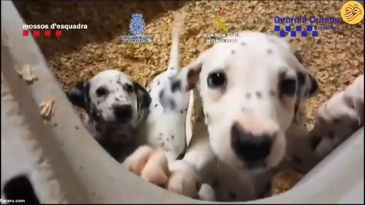 (ویدئو) نجات ۴۰۰ سگ و گربه از یک شبکه تجارت غیرقانونی