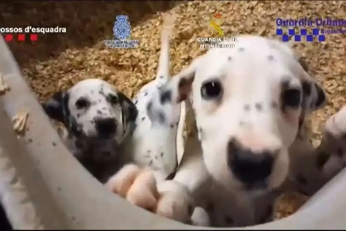 (ویدئو) نجات ۴۰۰ سگ و گربه از یک شبکه تجارت غیرقانونی