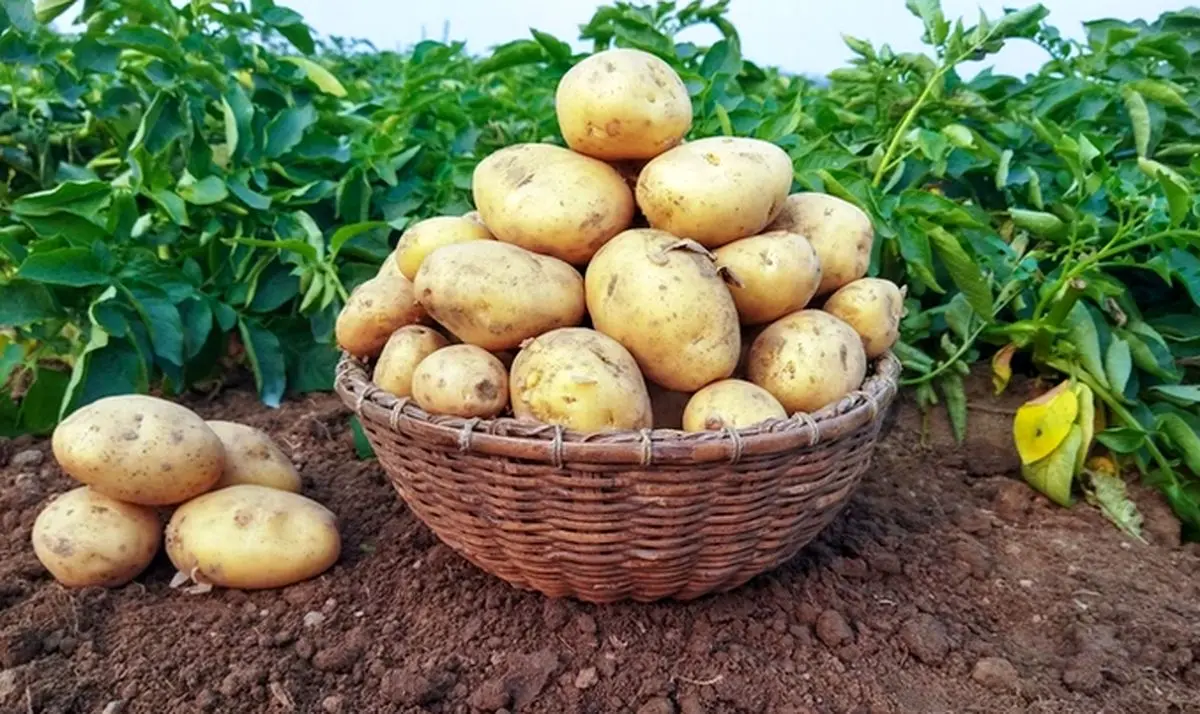 به‌هیچ وجه به این سیب زمینی‌ها لب نزنید