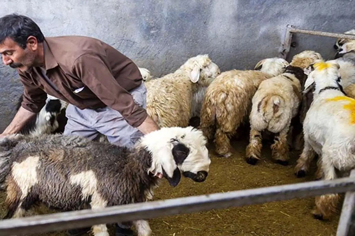 قیمت جدید دام زنده؛ گوسفند در تهران گران شد