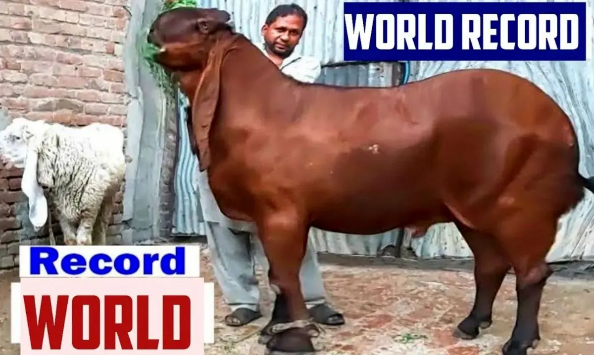 (ویدئو) ۵ بز بزرگ جهان؛ از بز هندی ۳۱۰ کیلوگرمی تا بز پاکستانی ۲۰۰ کیلوگرمی