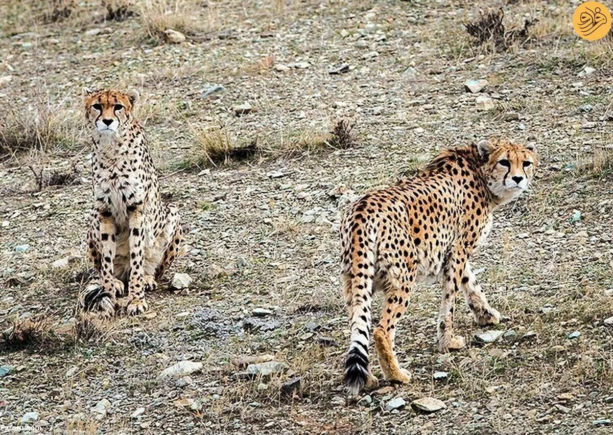(ویدئو) ۵ یوزپلنگ در توران همزمان جلوی دوربین یک محیط‌بان آمدند