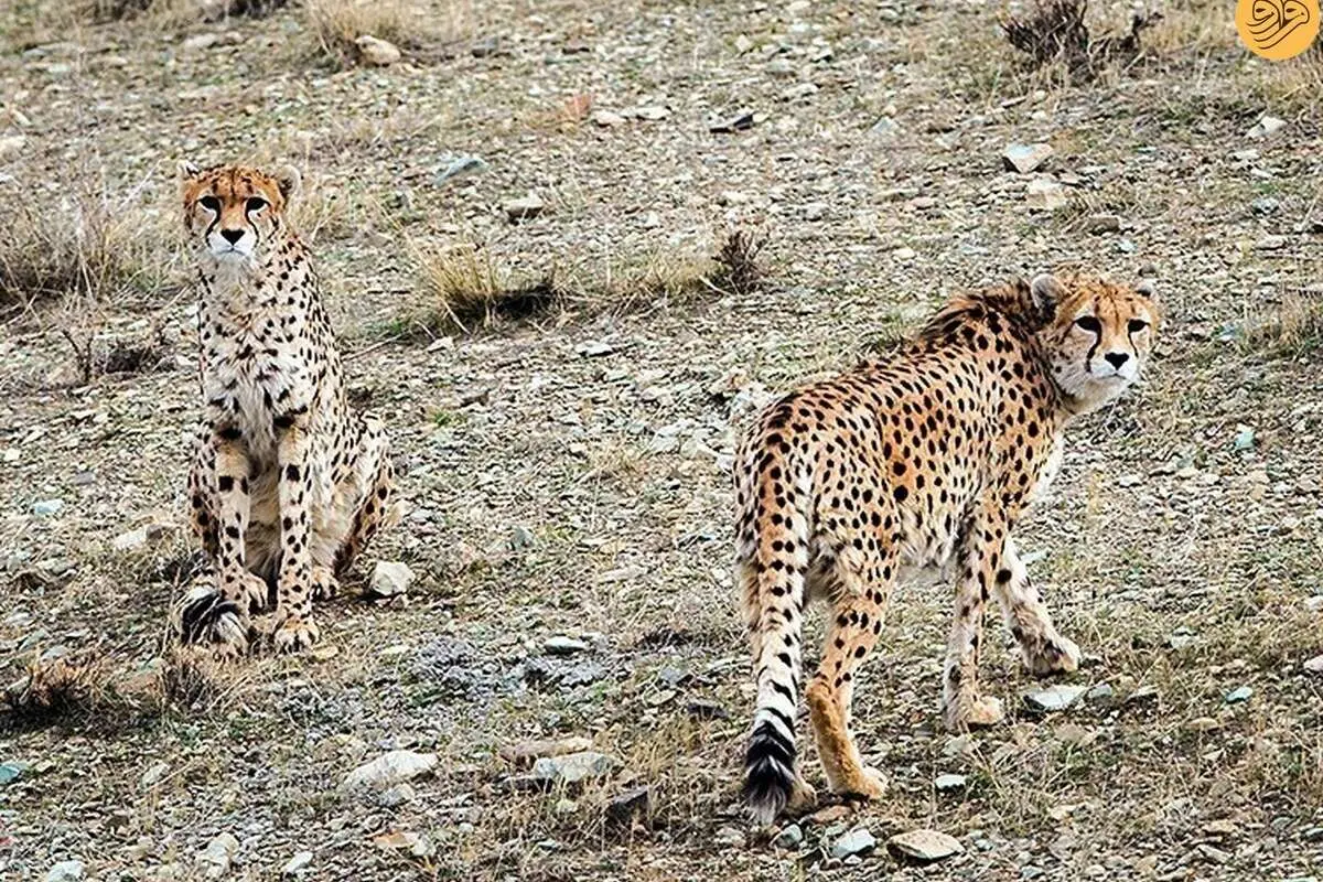 (ویدئو) ۵ یوزپلنگ در توران همزمان جلوی دوربین یک محیطبان آمدند