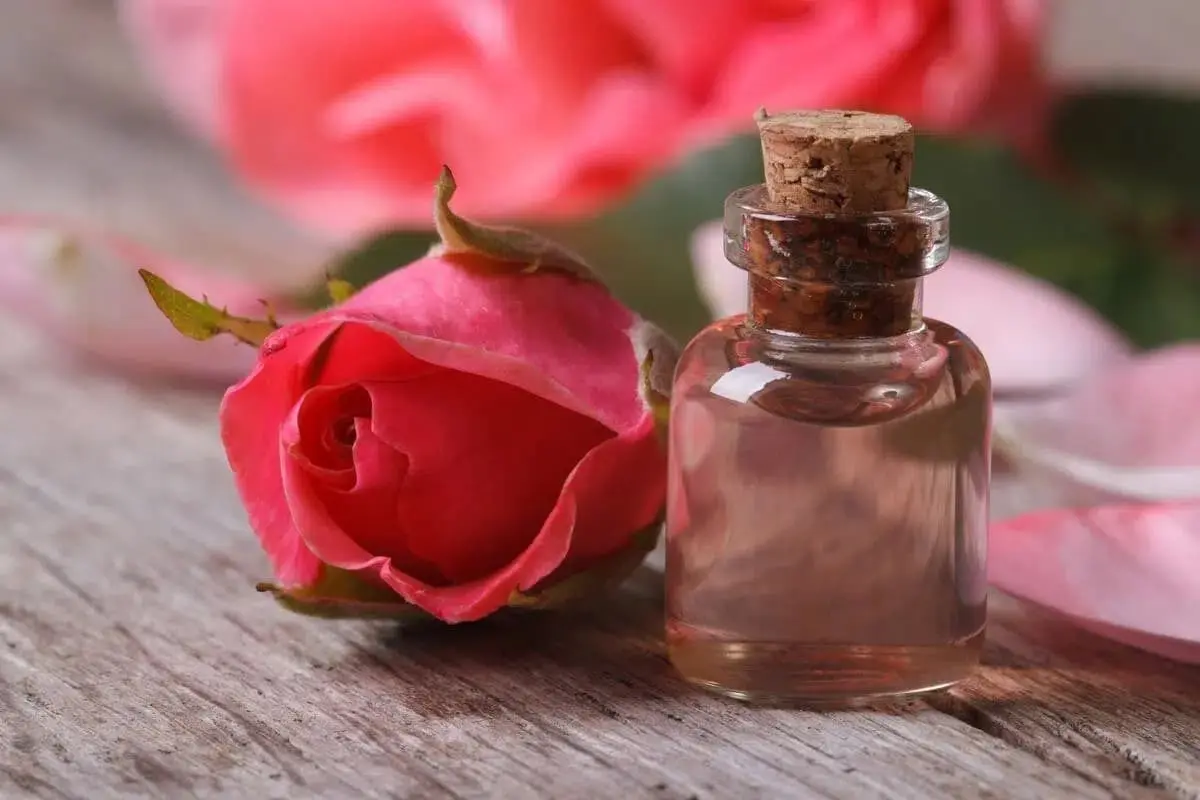 (ویدئو) چرا برند‌های سوپر لوکس جهان به دنبال روغن رز بلغاری هستند؟ / کیلویی ۱۵ هزار دلار!