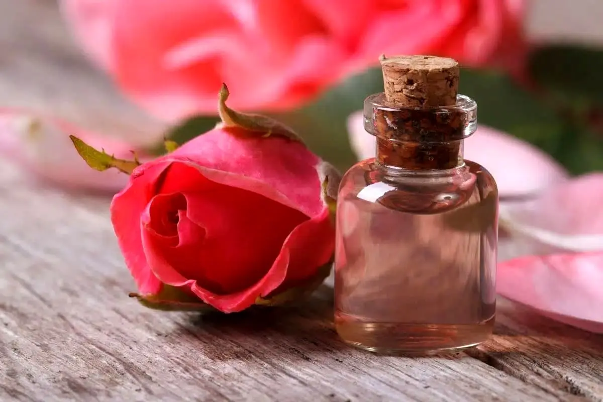 (ویدئو) چرا برند‌های سوپر لوکس جهان به دنبال روغن رز بلغاری هستند؟ / کیلویی ۱۵ هزار دلار!