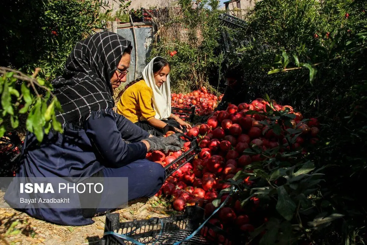 (تصاویر) انارستان تنگ سیاب (کوهدشت)