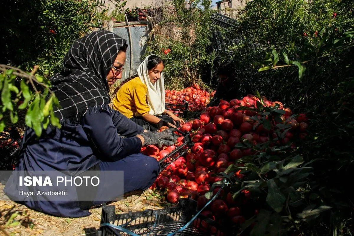 (تصاویر) انارستان تنگ سیاب (کوهدشت)
