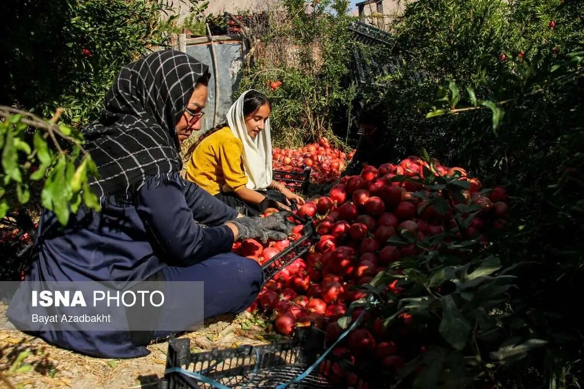 (تصاویر) انارستان تنگ سیاب (کوهدشت)