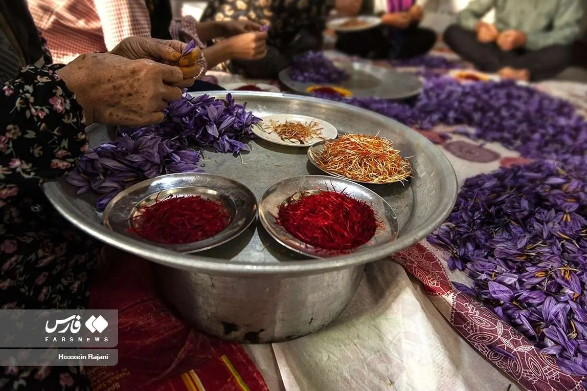 (تصاویر) زعفرانِ نوبرانه