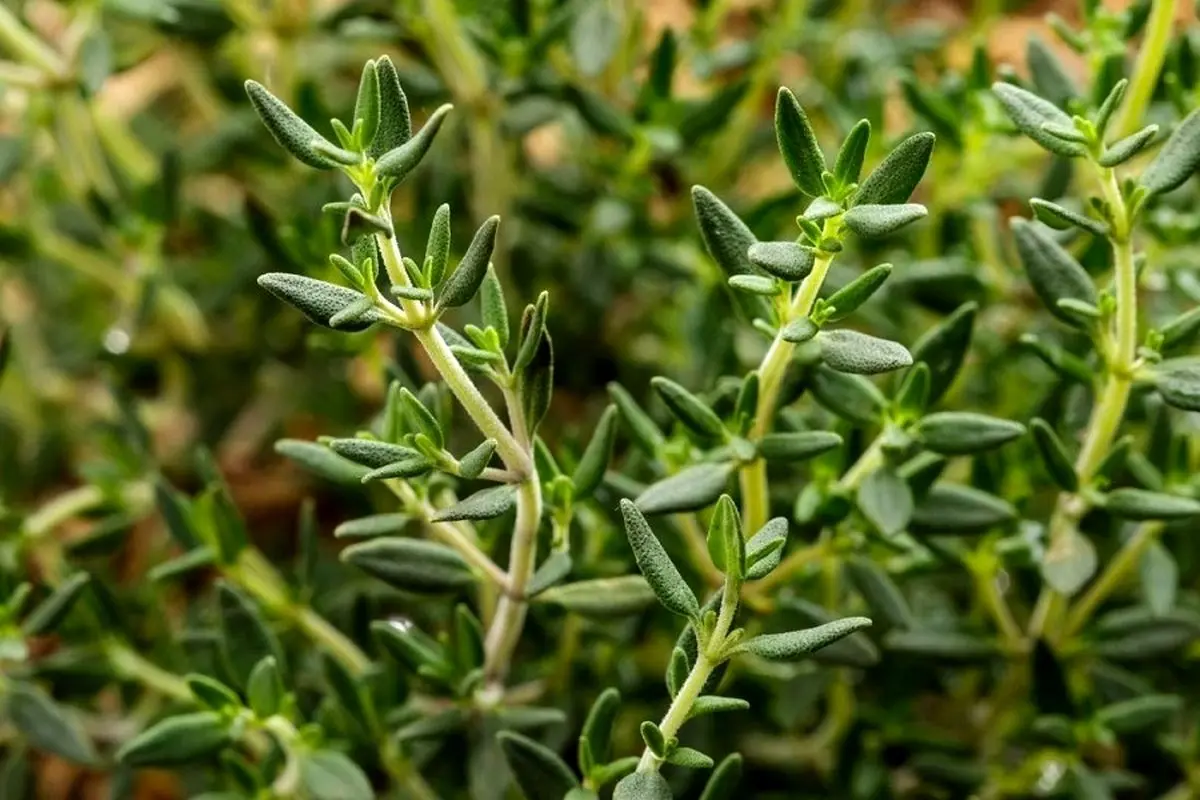 ۷ گیاه معجزه‌آسا برای درمان سرماخوردگی و آنفولانزا